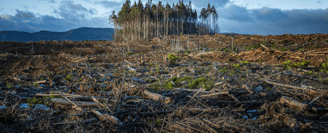 Deforestation showing the effects of climate change